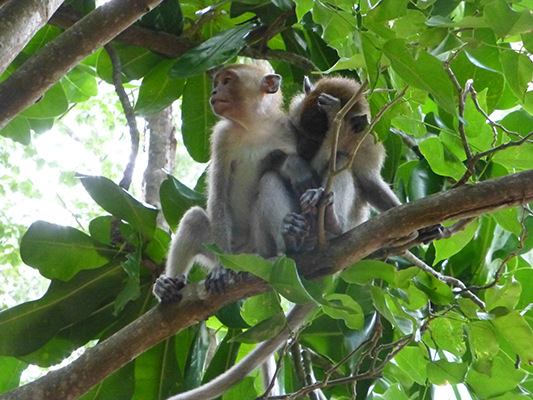 Cute little Macaque monkeys.