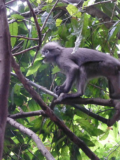 Langur monkey. He won't steal your food. 
