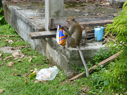 Not so cute thieving Macaque monkey.