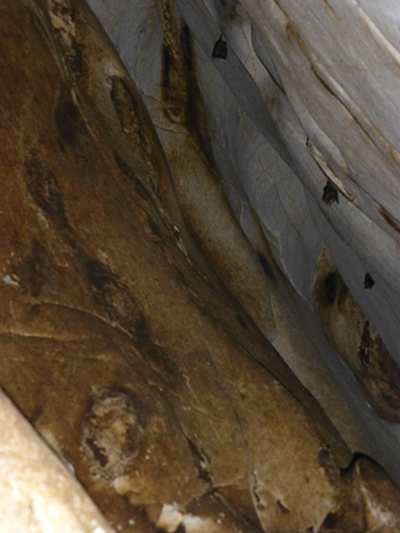Bats sleeping in their cave. 