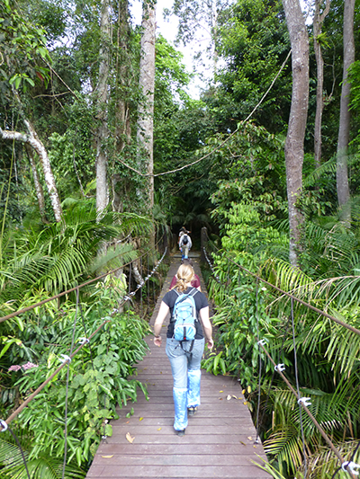 Headed into the jungle to look for gibbons.