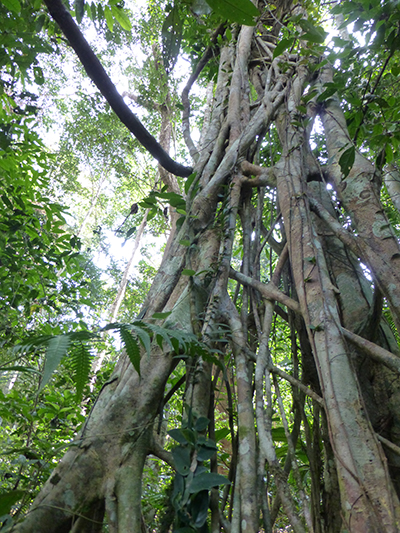 This is a fig tree. They grow on other trees until the other tree eventually dies and then gets eaten by termites. 