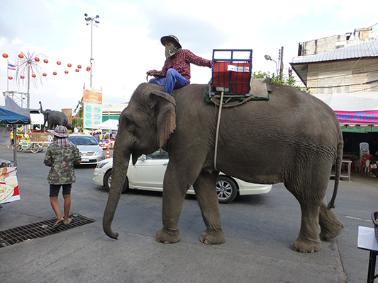 Surin was more famously known for it's Elephant round up. Which has thousands of elephants playing games and such. It was in November so we missed it by a week or so. But we still saw elephants in the town.