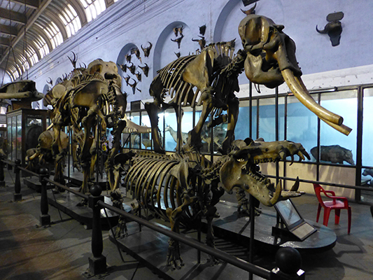 Hippo and Asian Elephant skeletons.