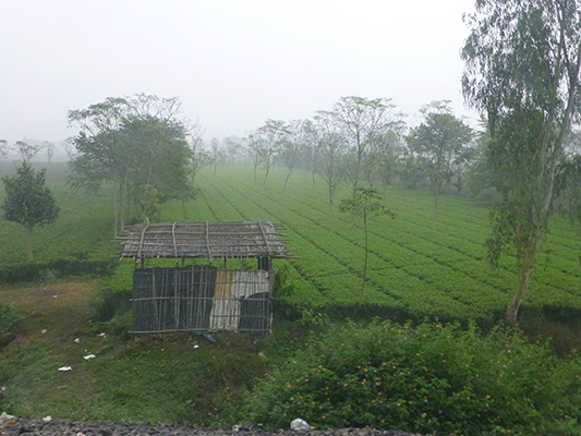 One of the many farms we saw during our ride to Darjeeling.
