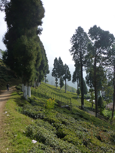 View of the tea plants.