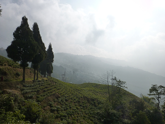 View of a portion of the tea plantation.