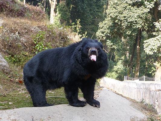 The bear was sticking his tongue out at us.