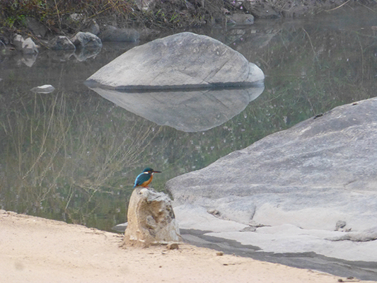 Another kingfisher bird.