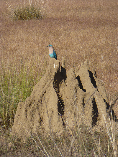 Kingfisher (the bird the Indian beer is named after)