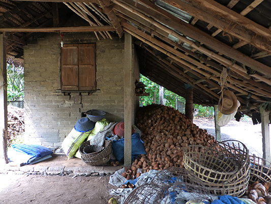 A coconut processing "plant". The use nearly every part of the coconut for some purpose. In the rainy season they use the building to dry out the coconut flesh. In the dry season they dry it in the sun. 