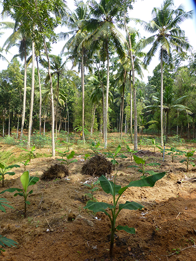Planting banana and coconut trees.