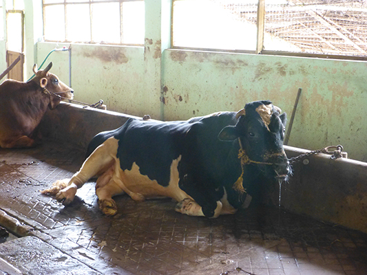 Massive bull in the diary farm section.