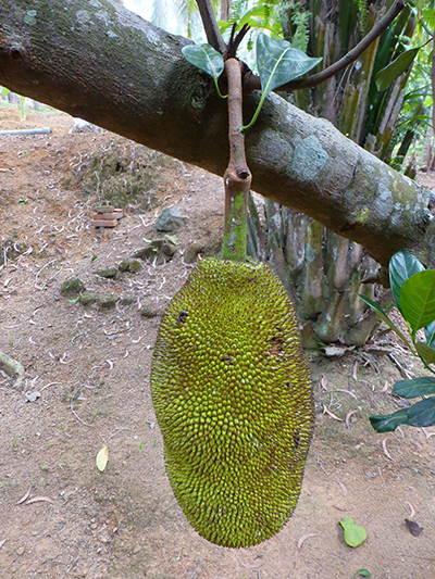 Jack fruit are...