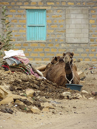 Camel relaxing in Khuri
