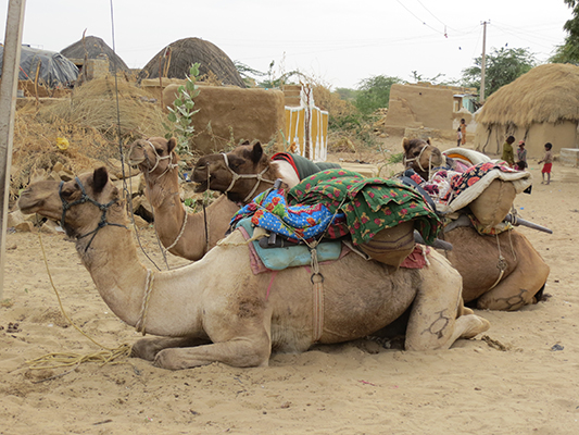 Camels waiting to be mounted.