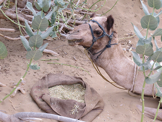 Hungry camel