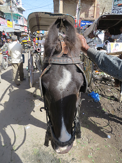 Curly eared horse of Rajasthan. 