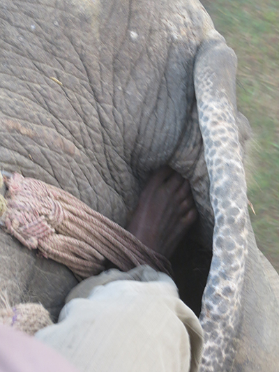 He drove the elephant with his feet.