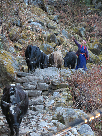We witnessed this woman tossing rocks to keep her yak in line, literally. She would be awesome and cornhole. 