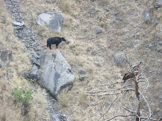 We don't know how this cow got stuck on this rock, everywhere else around it was very steep. 