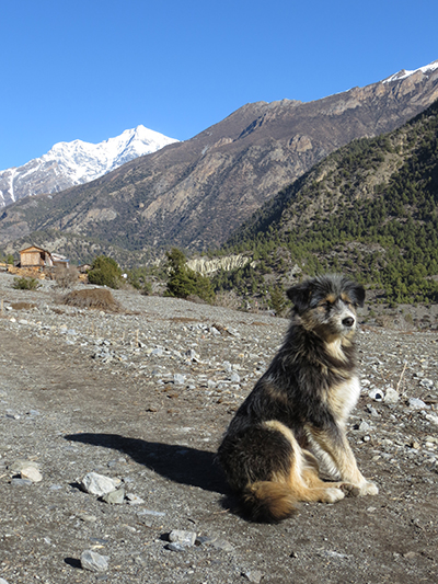 Mountain dog, one of the cuter ones we saw.