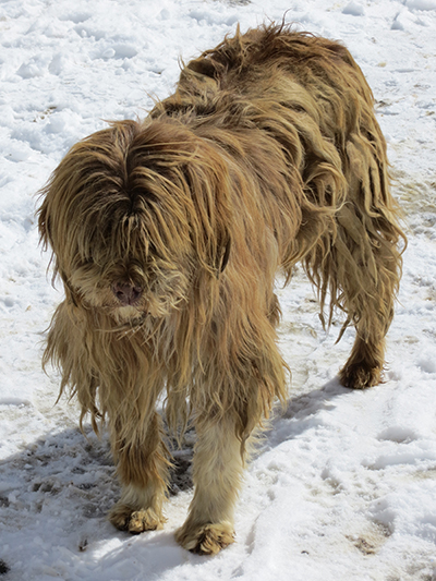This poor dog had dreads. I'm not sure how he could see either.