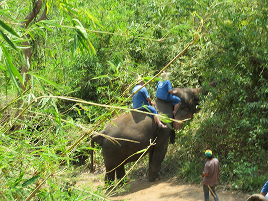 Mom and Dad with their hungry elephant. They also had the biggest elephant in the park. They got the Cadillac