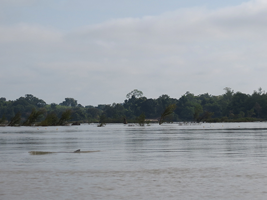 Just barely got a snap shot of one here.